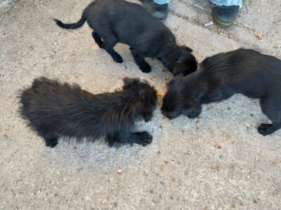 Para adopción urgente