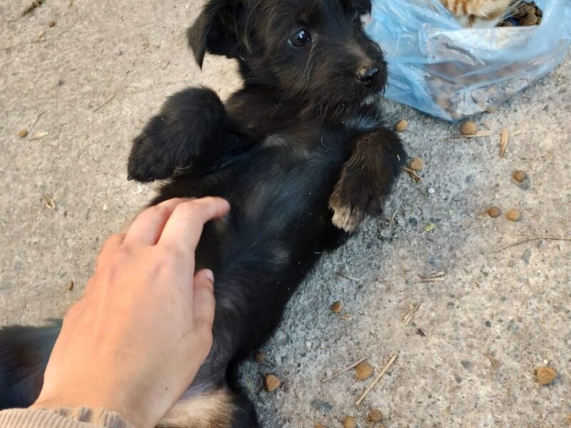 Para adopción urgente