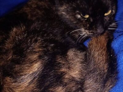 Gatita en adopción