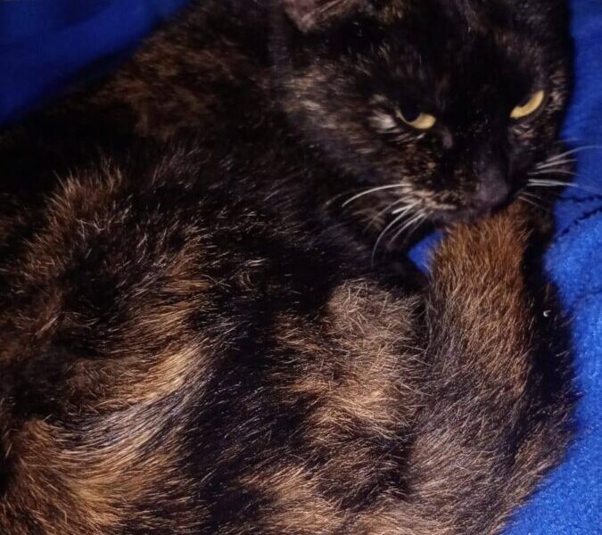Gatita en adopción