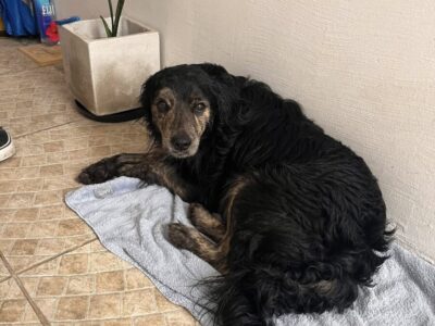 Para tránsito o adopción