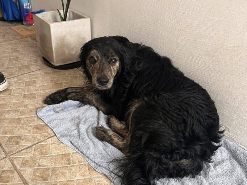 Para tránsito o adopción
