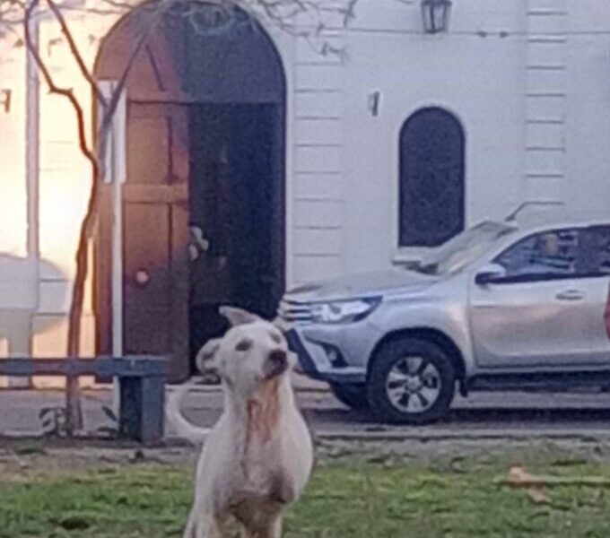 Blanco en adopción!❤️