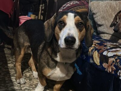 Rufus