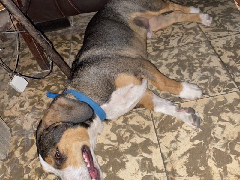 Rufus