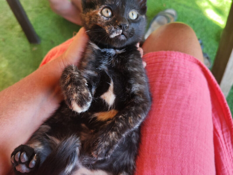 Vega y Gaia buscan familia en Zaragoza 🐱