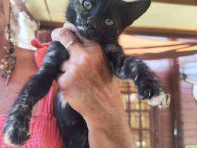 Vega y Gaia buscan familia en Zaragoza 🐱