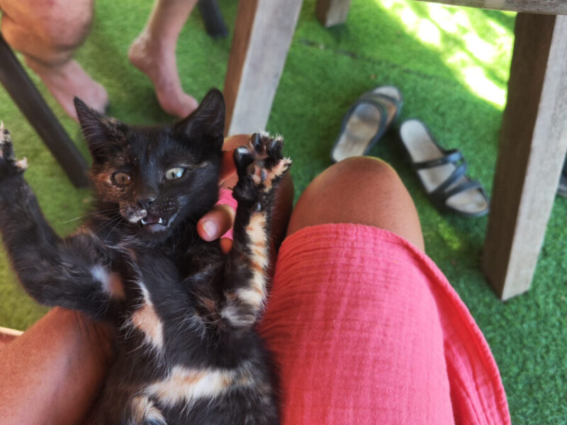 Vega y Gaia buscan familia en Zaragoza 🐱