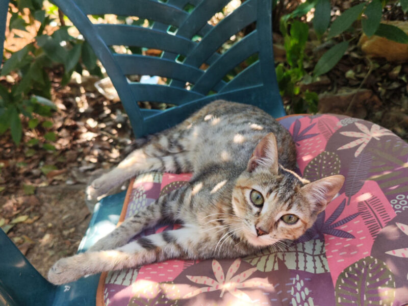 Vega y Gaia buscan familia en Zaragoza 🐱
