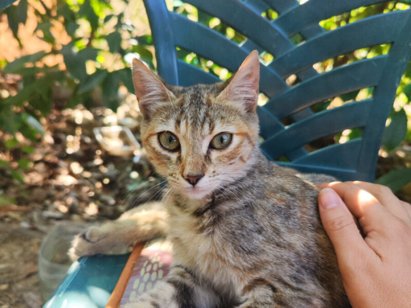 Vega y Gaia buscan familia en Zaragoza 🐱