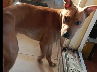 Se da en adopción