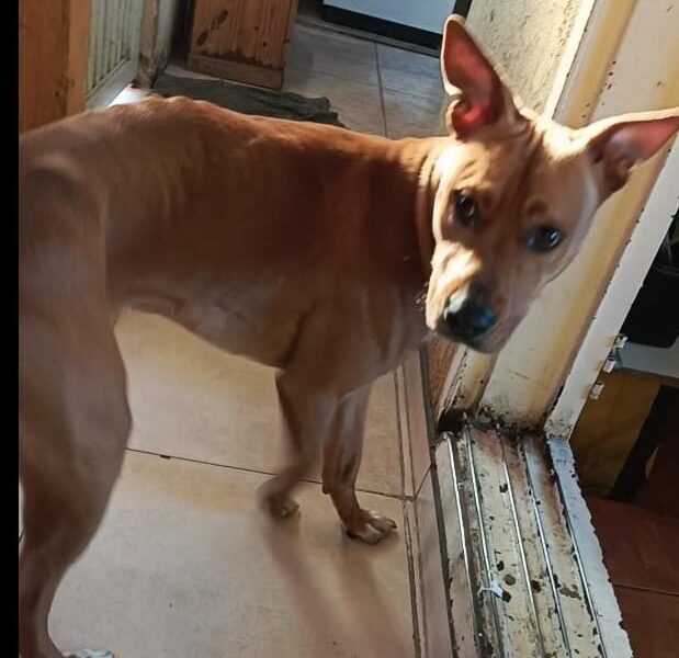 Se da en adopción