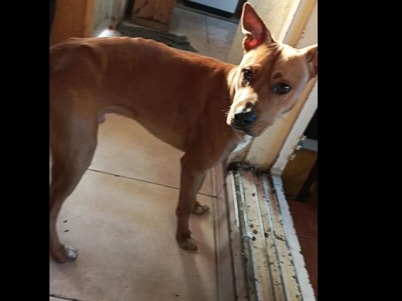 Se da en adopción