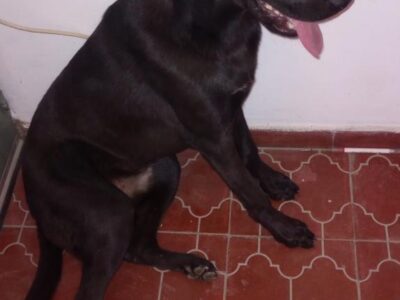 Busco un hogar