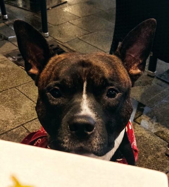 Athos busca casa!