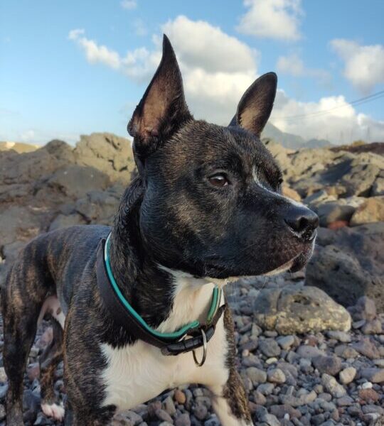 Athos busca casa!