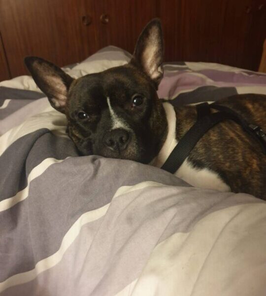 Athos busca casa!