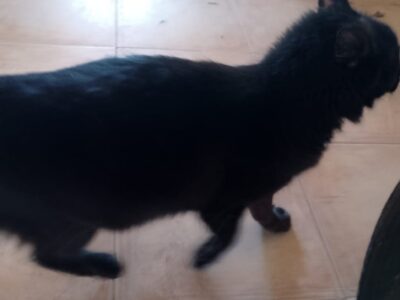 REGALO GATITA NEGRITA