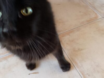 GATITA EN ADOPCION URGENTE