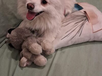 Spitz Alemán de 7 meses en busca de un hogar con amor y tiempo