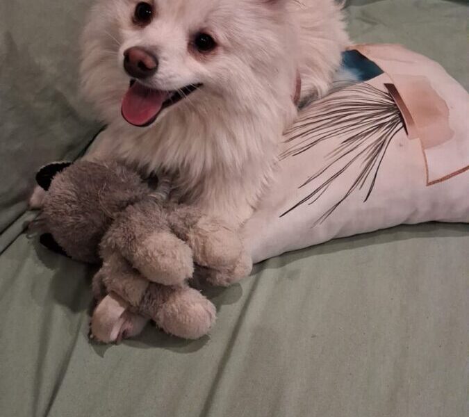 Spitz Alemán de 7 meses en busca de un hogar con amor y tiempo