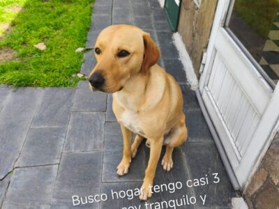 PERRO BUENISIMO