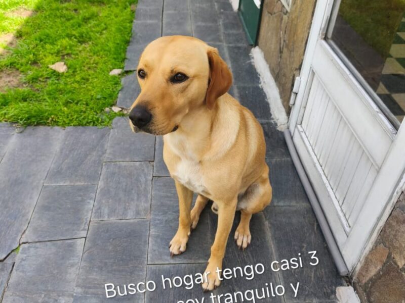 PERRO BUENISIMO