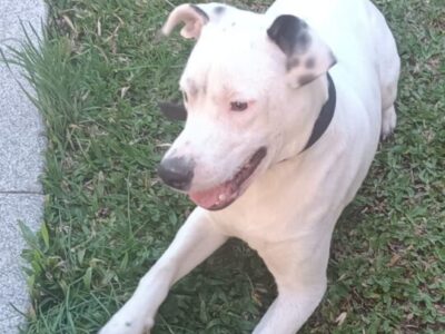 CACHORRO EN ADOPCION. MUY BUENO Y LE ENCANTA JUGAR