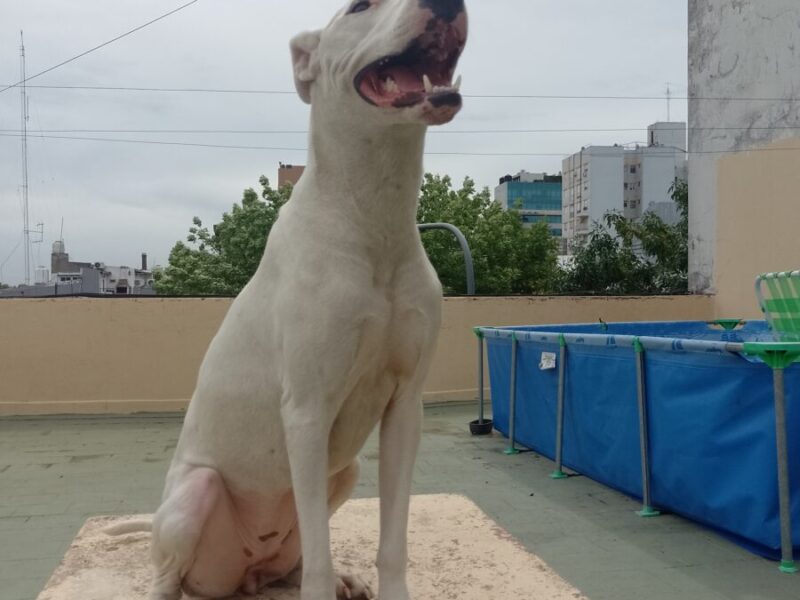 Se busca urgente hogar para Aerys