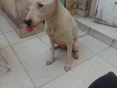 Se busca urgente hogar para Aerys