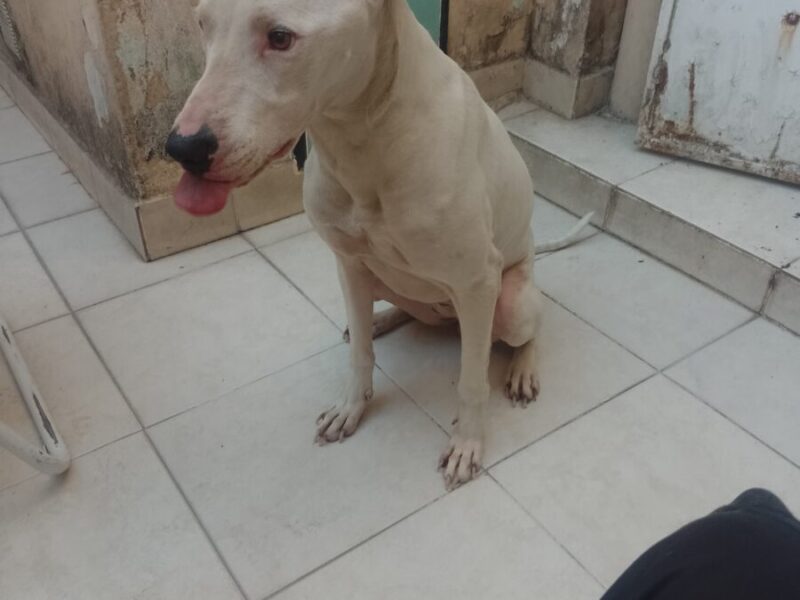 Se busca urgente hogar para Aerys