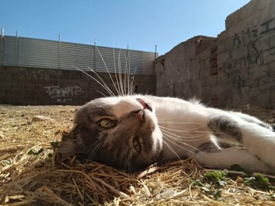 Limón busca hogar
