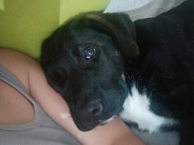 Perra de 5 meses x mastin