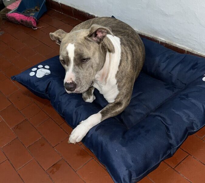 Doy en adopción