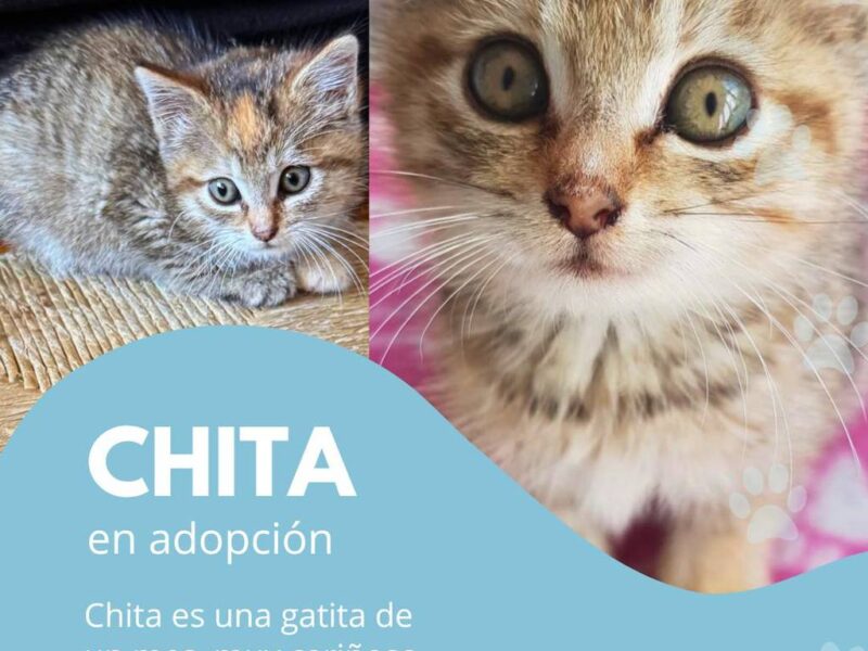 CHITA