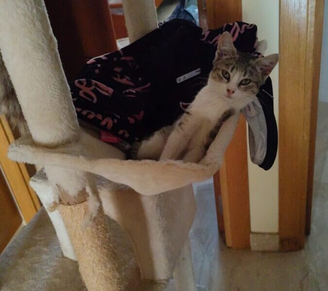 Gatito