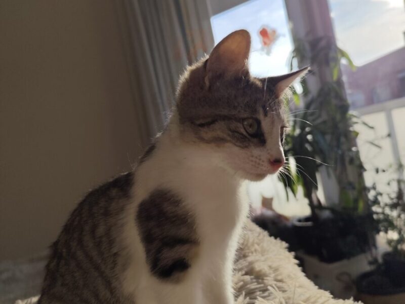 Gatito