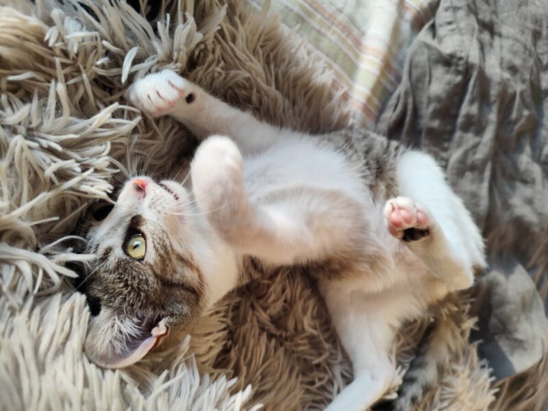 Gatito