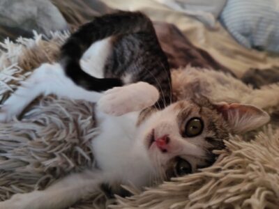 Gatito