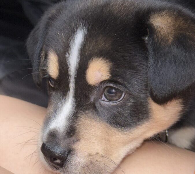 Regalo cachorro