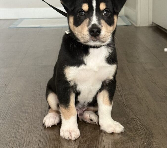 Regalo cachorro
