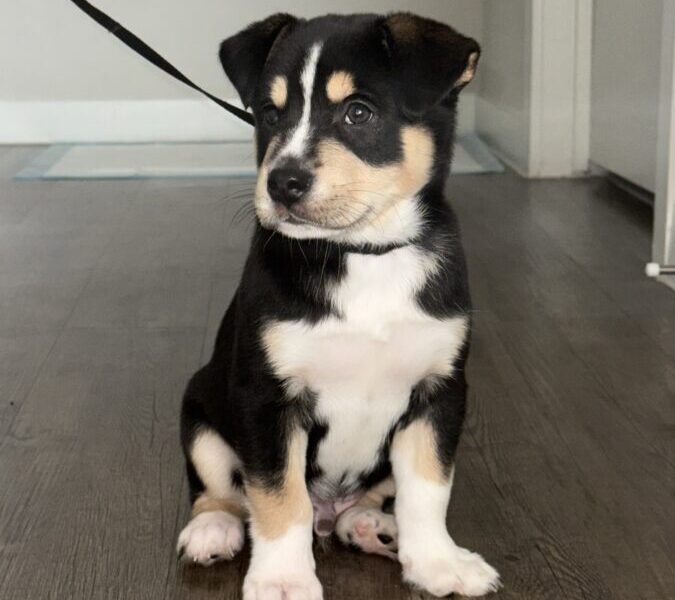 Regalo cachorro