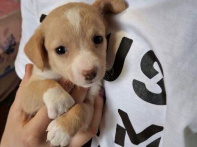 Adoptame