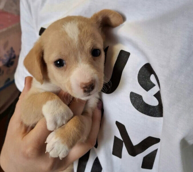 Adoptame