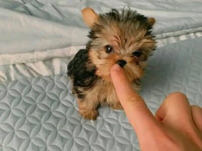 cachorros yorkshire para adopcion