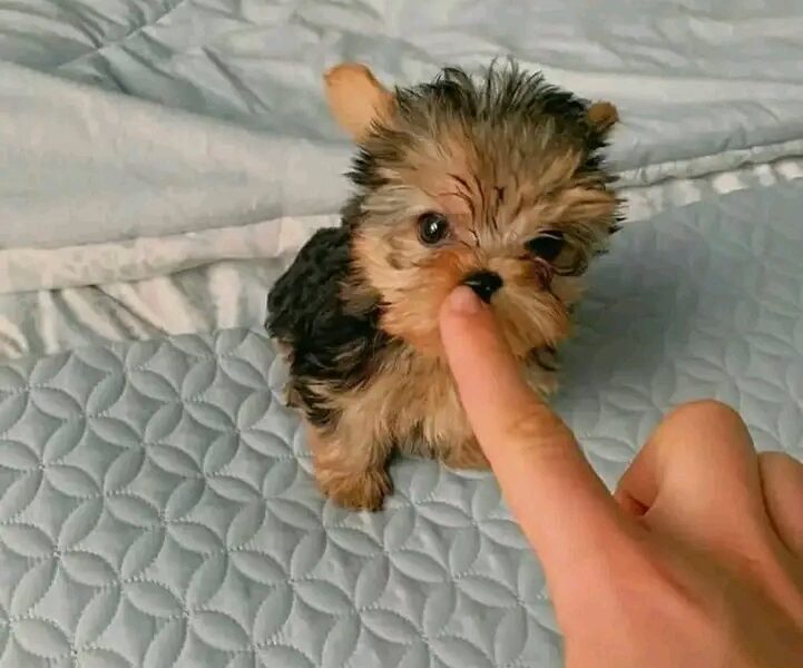 cachorros yorkshire para adopcion