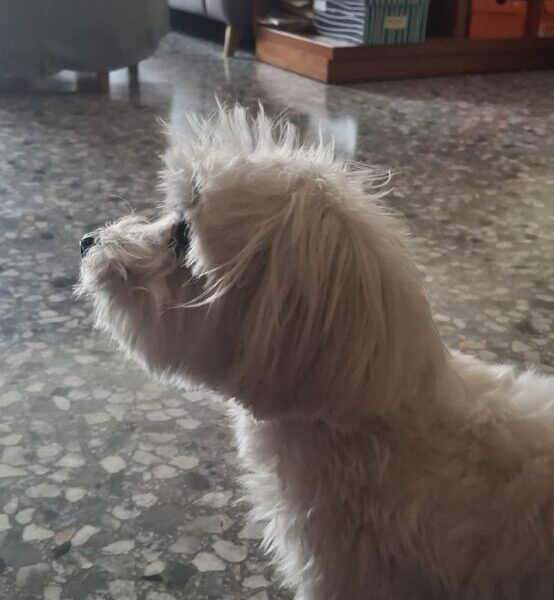 Bichón Maltés precioso en adopción