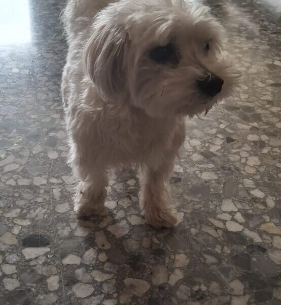 Bichón Maltés precioso en adopción