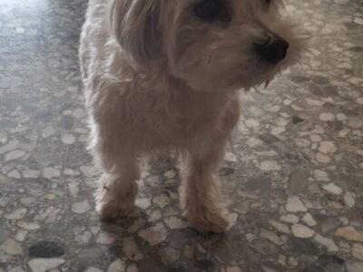 Bichón Maltés precioso en adopción