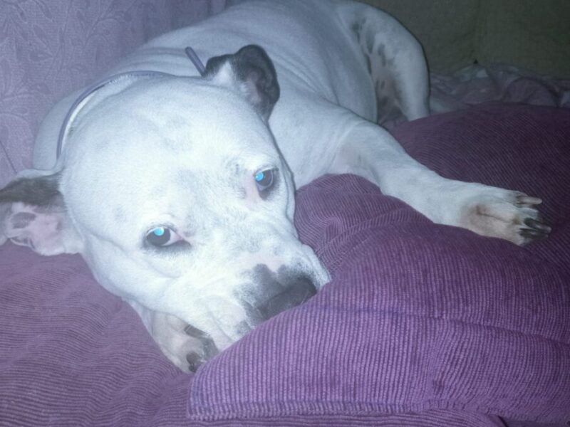 Regalo Pitbull hembra de 7 años